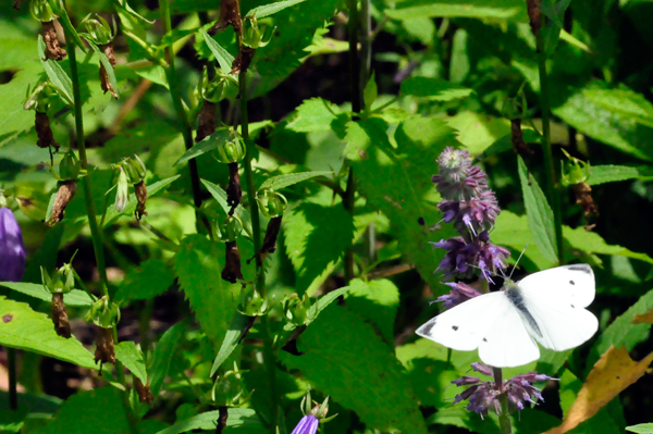 white butterfly